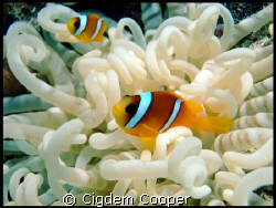 Red Sea Anemone Fish. by Cigdem Cooper 